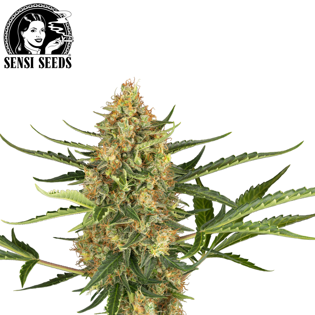 Zip Hoodie, Sensi Seeds®, Grau, Promo 1